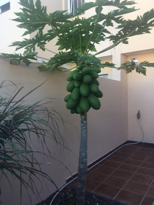 Independiente Estudio En Acogedora Casita De Mai Costa Adeje  Ngoại thất bức ảnh